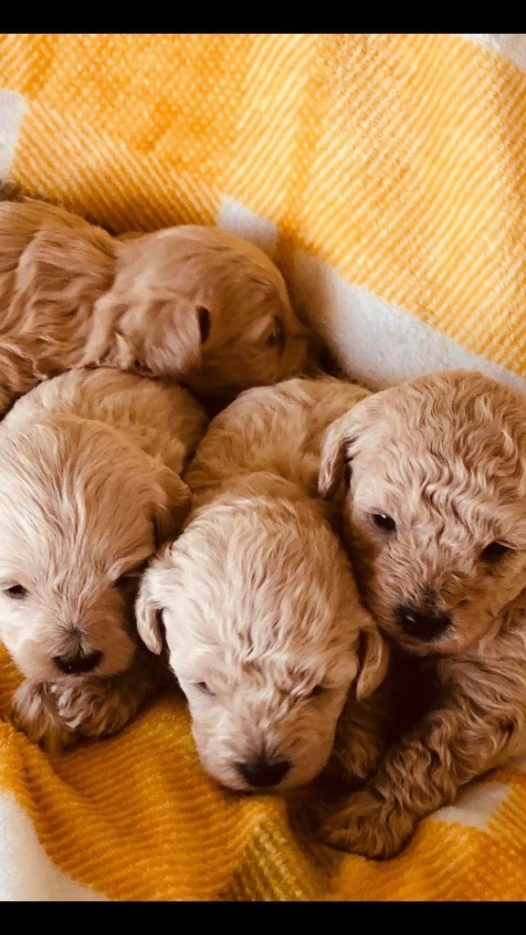 maltipoo gumtree